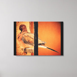 Preening Dove Canvas Print