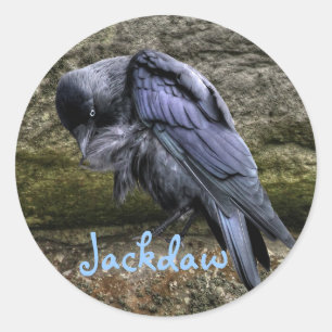 Preening Jackdaw at Stonehenge, England Classic Round Sticker