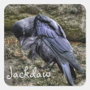 Preening Jackdaw at Stonehenge, England Square Sticker