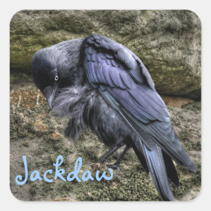 Preening Jackdaw at Stonehenge, England Square Sticker