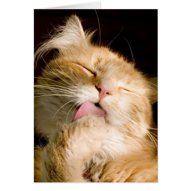 Preening Maine Coon Close Up Photograph (Front)