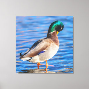 Preening Mallard Canvas Print
