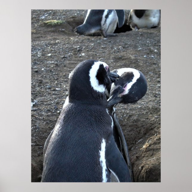 Preening Partners Poster (Front)