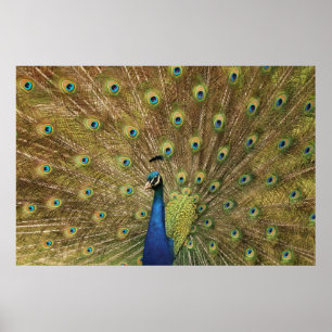 Preening Peacock Poster