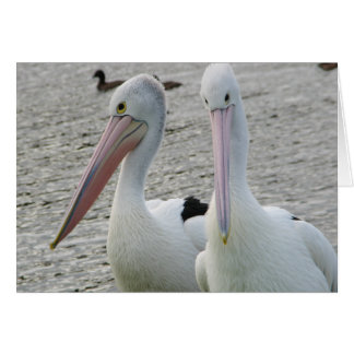 Preening pelicans