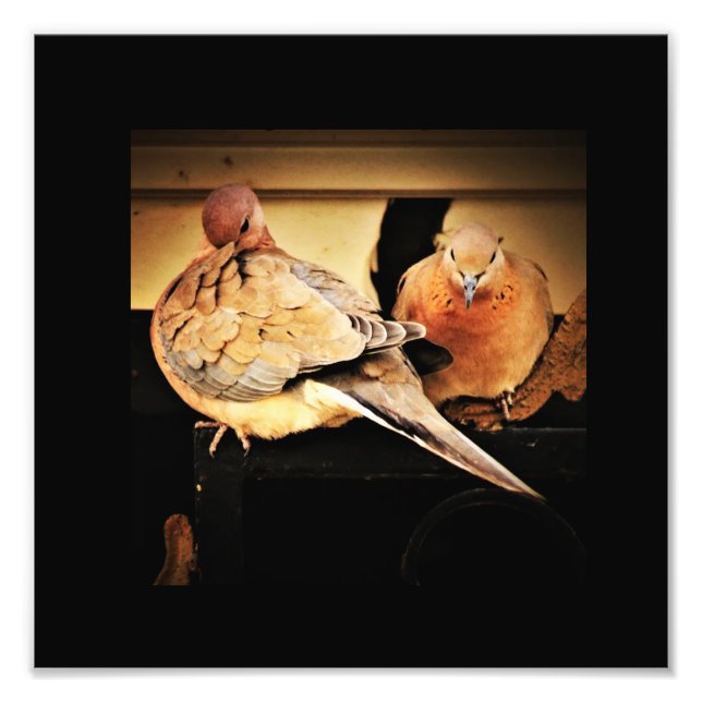 Preening   photo print (Front)