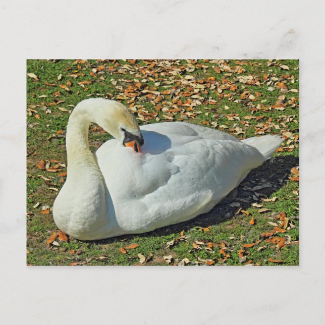 Preening Swan. Roath Park Lake, Cardiff, Wales. Postcard (Front)