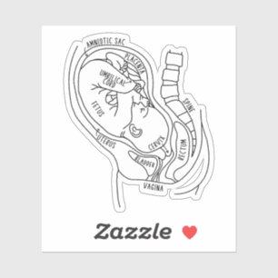 Pregnancy Anatomy, Foetus In Utero, Midwife Gift