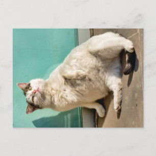 Pregnant cat  postcard