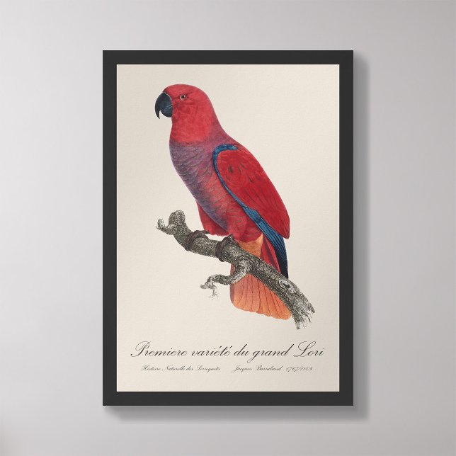 Premiere variete du grand Lori / Eclectus parrot  Photo Print (Creator Uploaded)