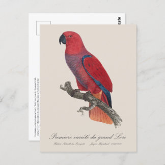 Premiere variete du grand Lori / Eclectus parrot Postcard