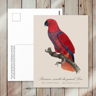 Premiere variete du grand Lori / Eclectus parrot  Postcard