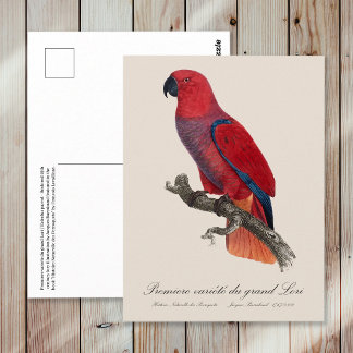 Premiere variete du grand Lori / Eclectus parrot  Postcard