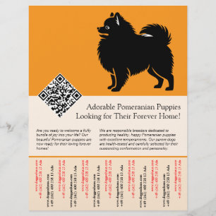 🐾 Premium Pomeranian Puppies Available Now orange Flyer