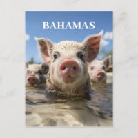 Premium Quality Bahamas Swimming Pigs Exuma Beach