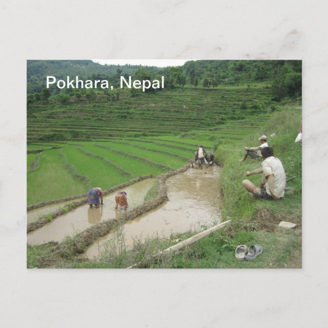 Preparing the Rice Paddies for Planting Postcard (Front)