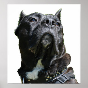 Presa Canario Poster