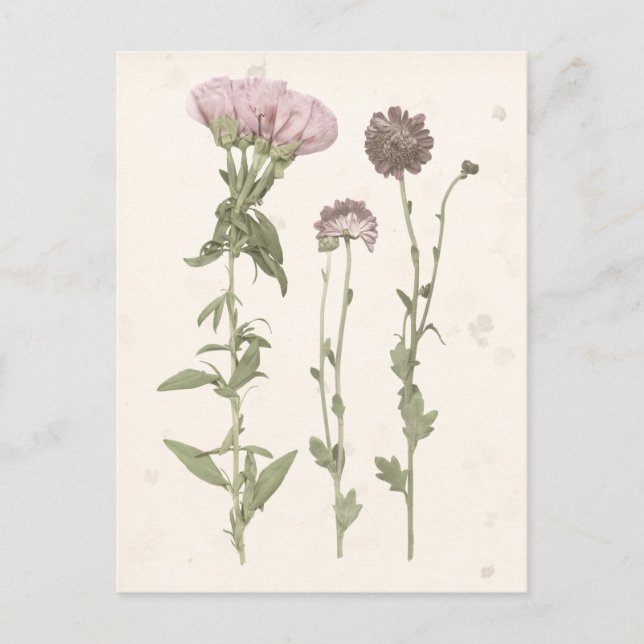 Pressed Blooms - Pink Postcard (Front)