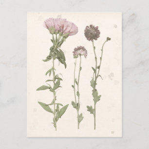 Pressed Blooms - Pink Postcard