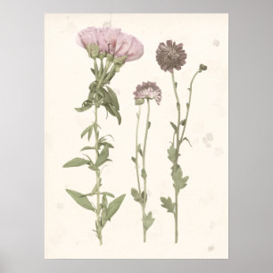Pressed Blooms - Pink Poster