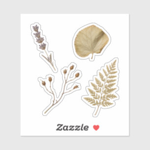 Pressed Botanical Specimen Nature Collection