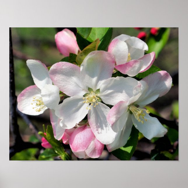 Pretty Apple Spring Flower Blossoms Close Up  Poster (Front)