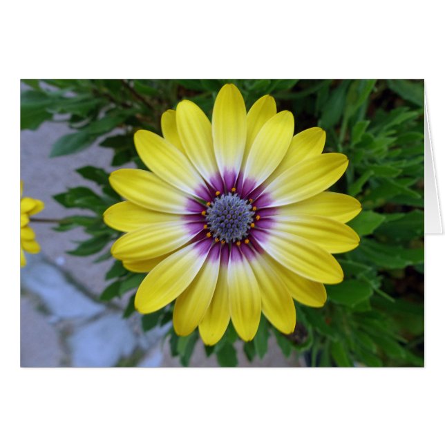 Pretty as Sunshine (Front Horizontal)