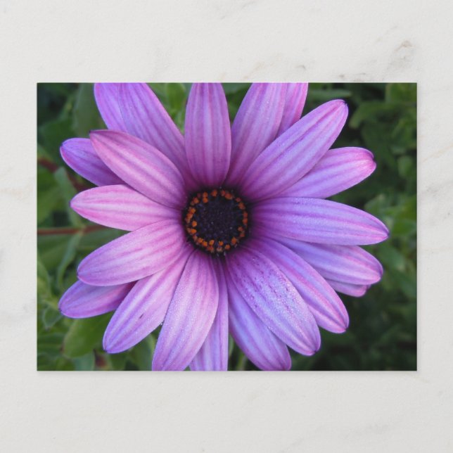 Pretty Aster Flower  Postcard (Front)