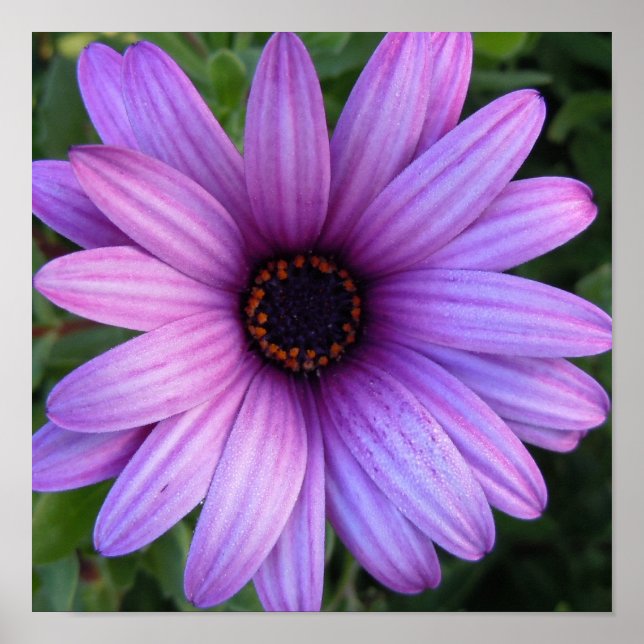 Pretty Aster Flower Poster (Front)