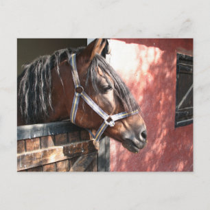 Pretty Bay Horse in a Sunlit Stable Postcard