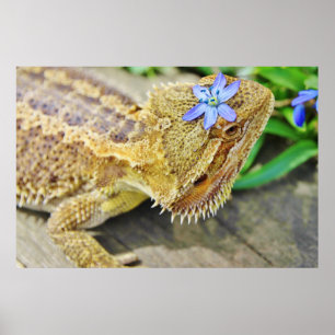 Pretty Bearded Dragon Poster