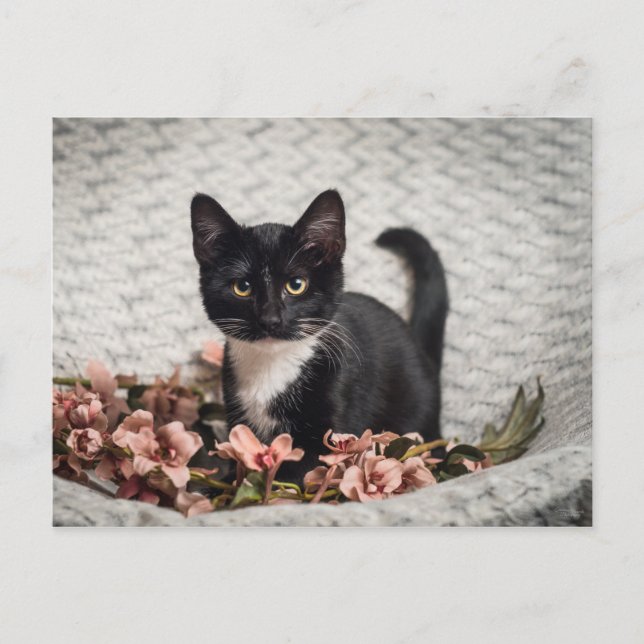 Pretty Bella Rose Postcard (Front)