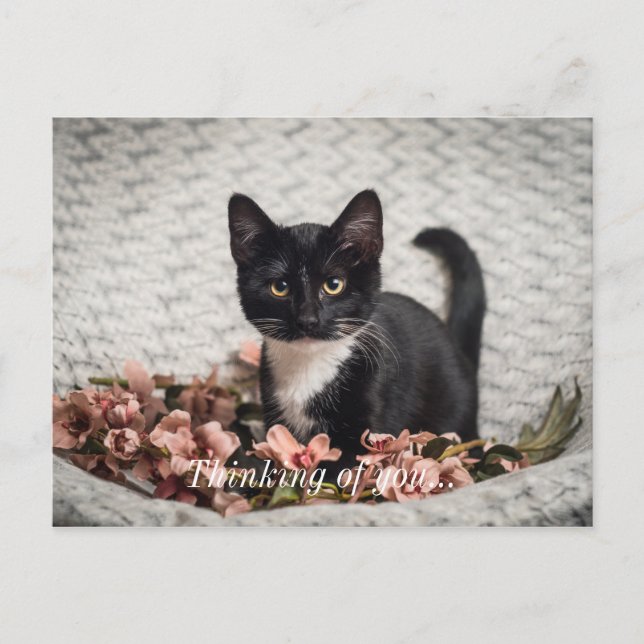 Pretty Bella Rose Thinking Of You Postcard (Front)