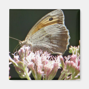 Pretty big butterfly  magnet