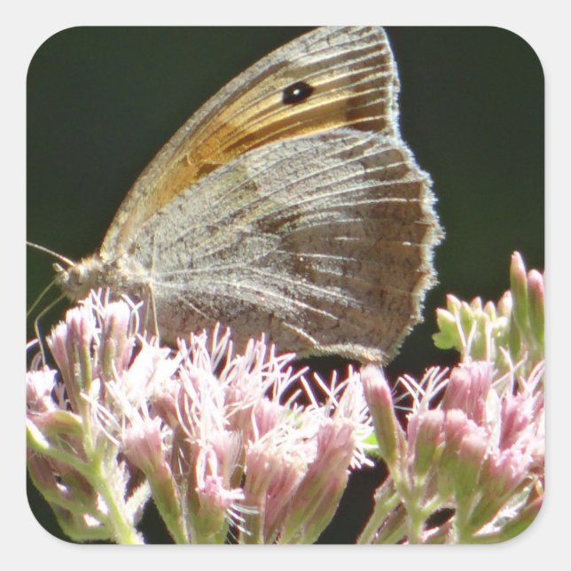 Pretty big butterfly  square sticker (Front)