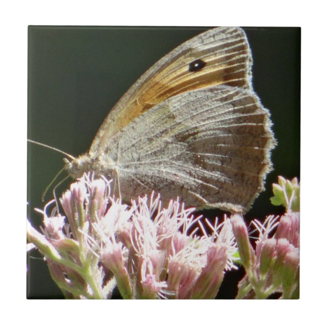 Pretty big butterfly  tile (Front)