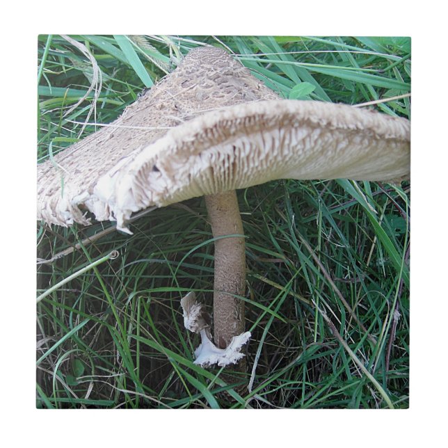 Pretty big mushroom tile (Front)