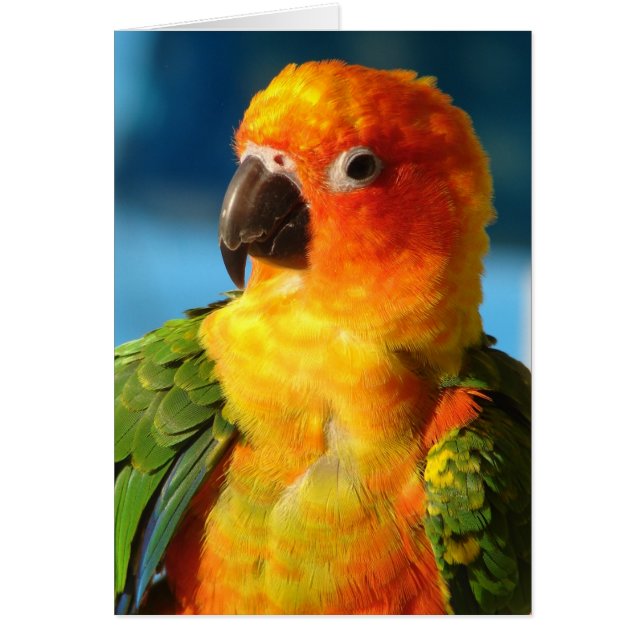 Pretty Bird (Front)