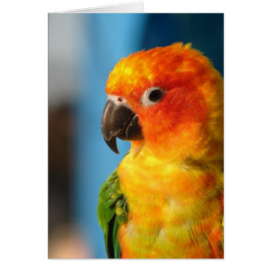 Pretty Bird Colourful Blank Inside Greeting Card