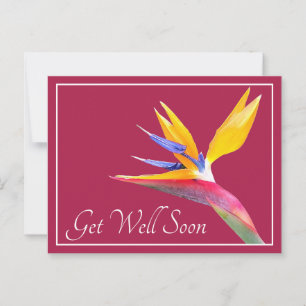 Pretty Bird Of Paradise Flower Pink Back Get Well Postcard