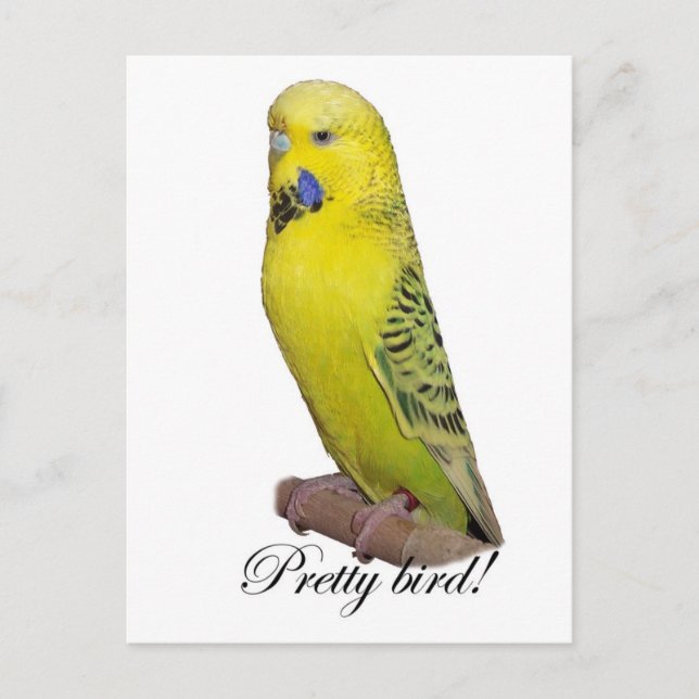 Pretty Bird postcard (Front)