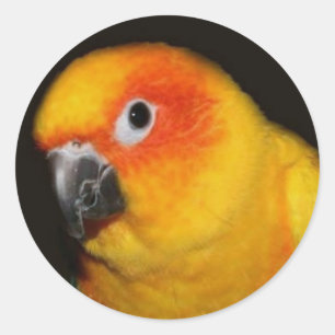Pretty Bird Sticker