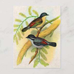 pretty birds print postcard