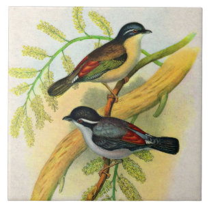 pretty birds print tile