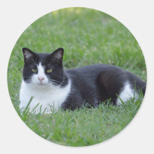 Pretty Black and White Tuxedo Cat Photo Classic Round Sticker