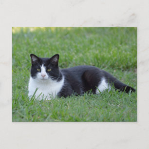 Pretty Black and White Tuxedo Cat Photo Postcard