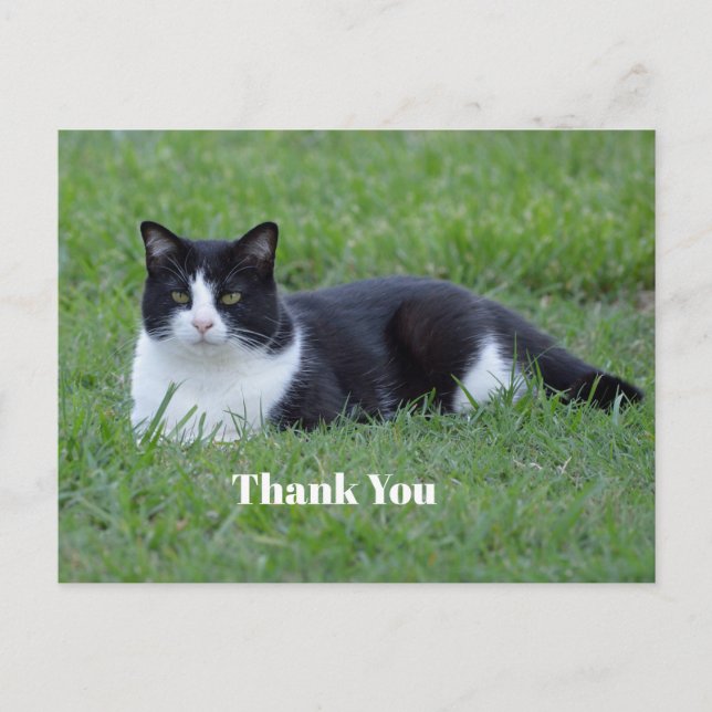 Pretty Black and White Tuxedo Cat Photo Thank You Postcard (Front)