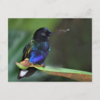 Pretty Black, Blue and Green Hummingbird
