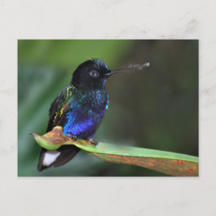 Pretty Black, Blue and Green Hummingbird Postcard