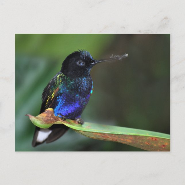 Pretty Black, Blue and Green Hummingbird Postcard (Front)